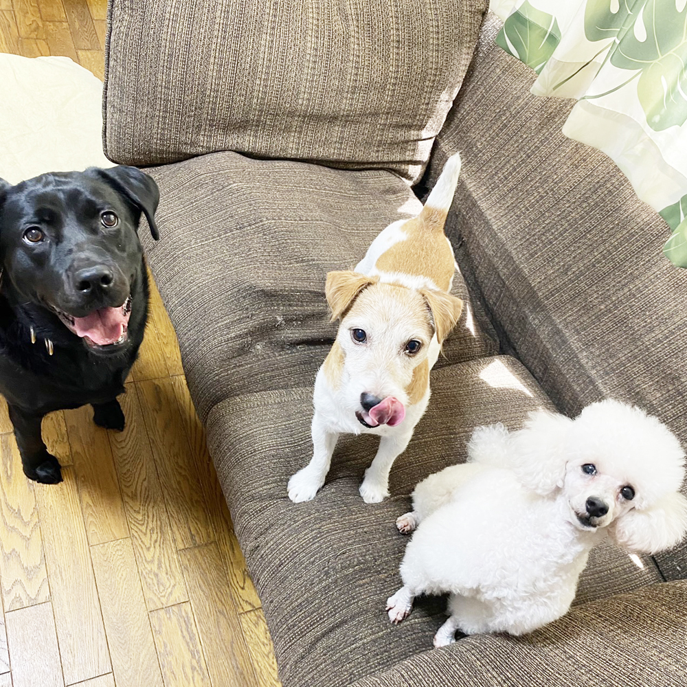卒業犬グミちゃんの近況☆